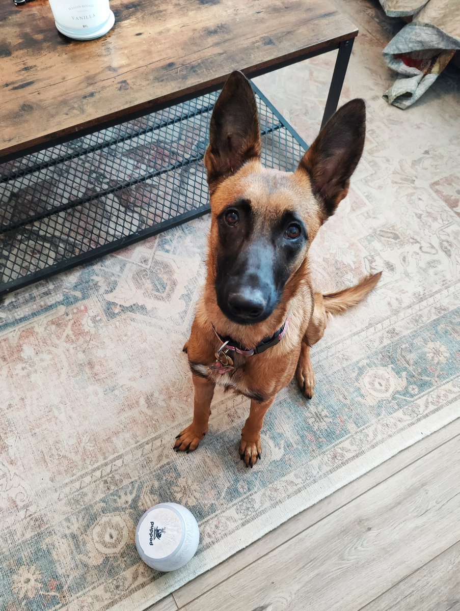 PupPod's tweet image. This Saturday is #NationalPetParentsDay!   

A day to celebrate responsible #petparents, such as yourselves, and your furry children 🐶  

With #PupPod returning this spring, you could even treat them to a belated gift to spread the love! 😉