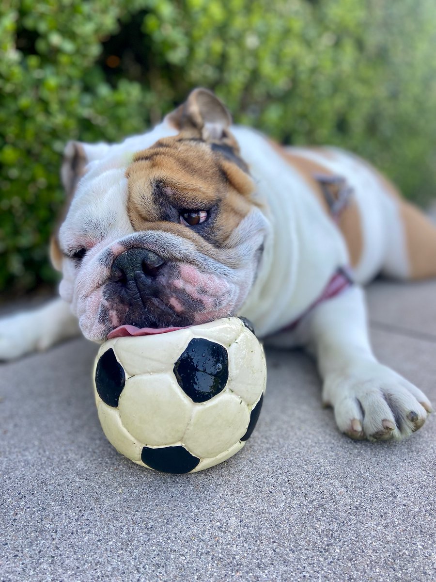 Ugh, finals. I have rolling 300 today so at least that will be a breeze. Good luck, Bulldogs!
#universityofredlands #urmascot