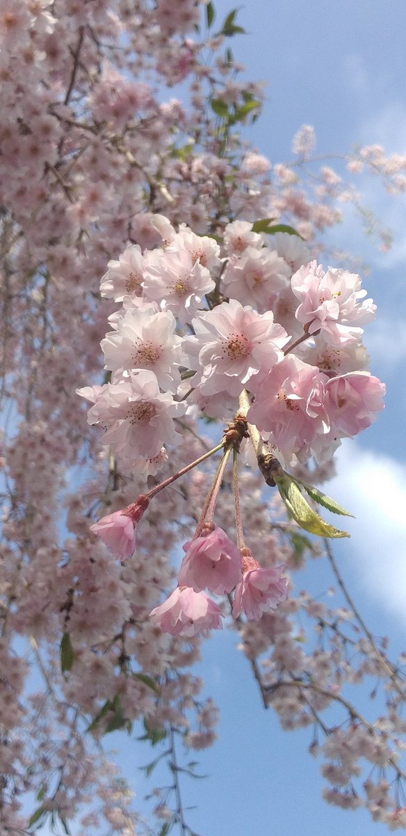 🌿🌸花日記🌸🌿 こんばんは😊 富士山を探しに出かけた先で しだれ桜に出会いました🌸🌸 富士山は雲の中 裾だけが見えてました🗻😢 明日は リモートではない ミーティング 静岡に出かけます😃 久々