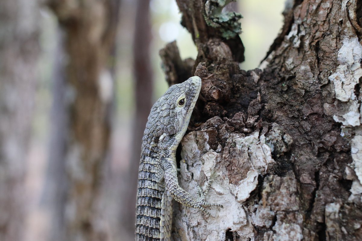 Futurefornature's tweet photo. Thanks to #FFNwinner2021 Mónica Torres and her team, the local community and Guatemalan government, 11 captive bred Campbell's alligator lizards are off to live their lives in the wild!  
Great work Mónica and Fundesgua! https://t.co/cEUc9ypKpQ