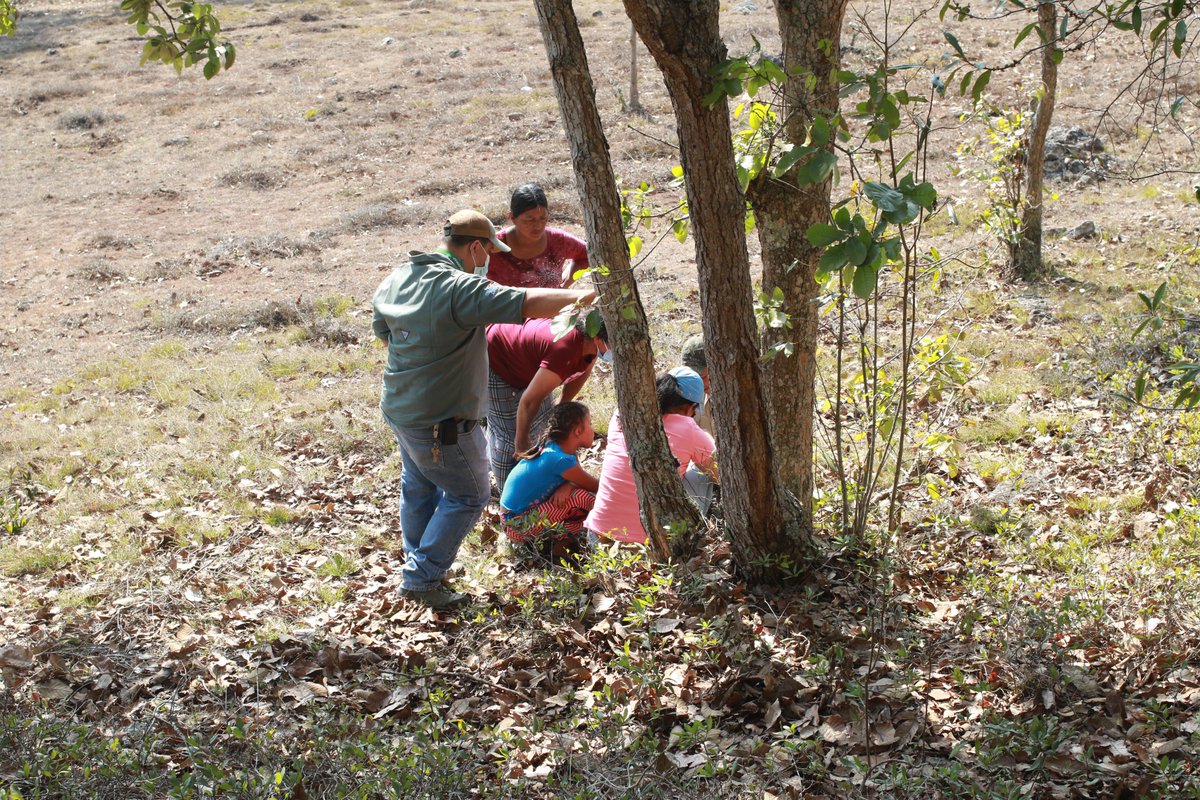 Futurefornature's tweet photo. Thanks to #FFNwinner2021 Mónica Torres and her team, the local community and Guatemalan government, 11 captive bred Campbell's alligator lizards are off to live their lives in the wild!  
Great work Mónica and Fundesgua! https://t.co/cEUc9ypKpQ