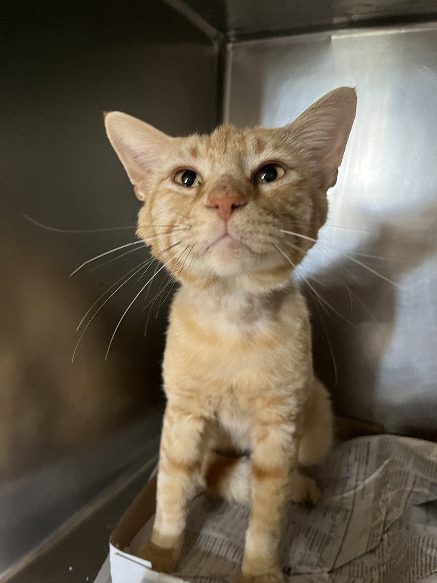 Meet Oscar. This sweet boy was dumped out in the woods near us along w 8 other cats!  He’s a little traumatized, banged up and undernourished, but gaining weight and trust.  He’s healthy and needs a home.  #cats #catsarelove #adoptdontshop #unconditionallife ❤️