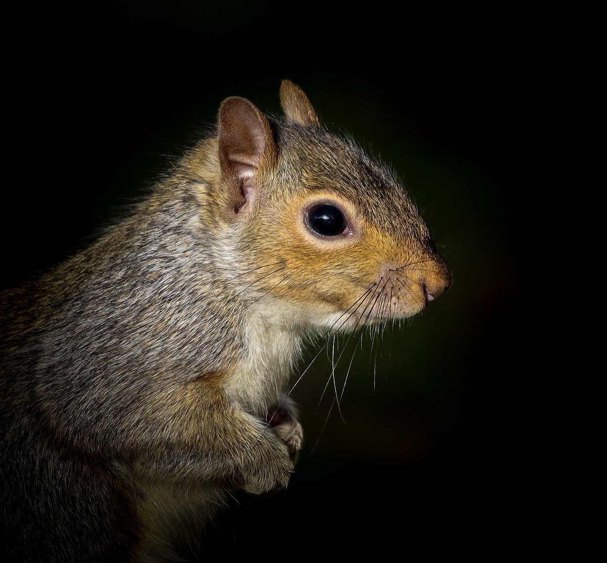 ChrisEverall's tweet photo. Grey Squirrel, great little characters..
@ThePhotoHour #wildlife #naturelovers #NaturePhotography #squirrel #squirrels #wildlifephotography #TwitterNatureCommunity https://t.co/YVJb6W2X9W