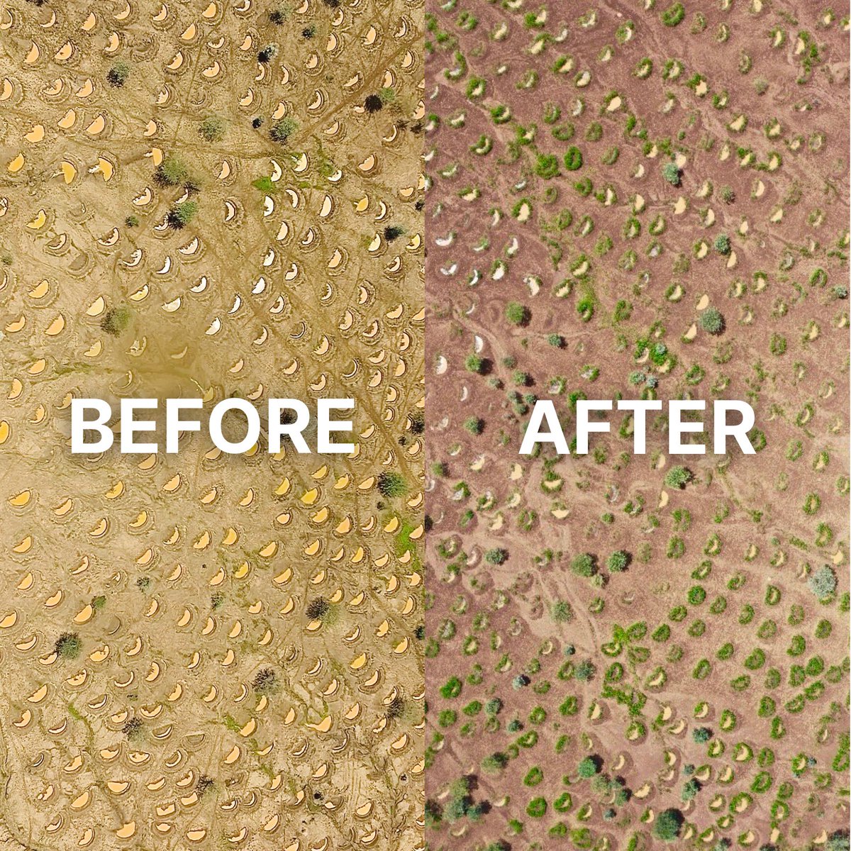 It is astonishing how nature based solutions can bring impact within short time. The area in the 'before' photo had no vegetation in the past years. Last December with <a href="/justdiggit/">Justdiggit</a> we dug bunds which harvested rainwater. 3 months later the land has already started regenerating.