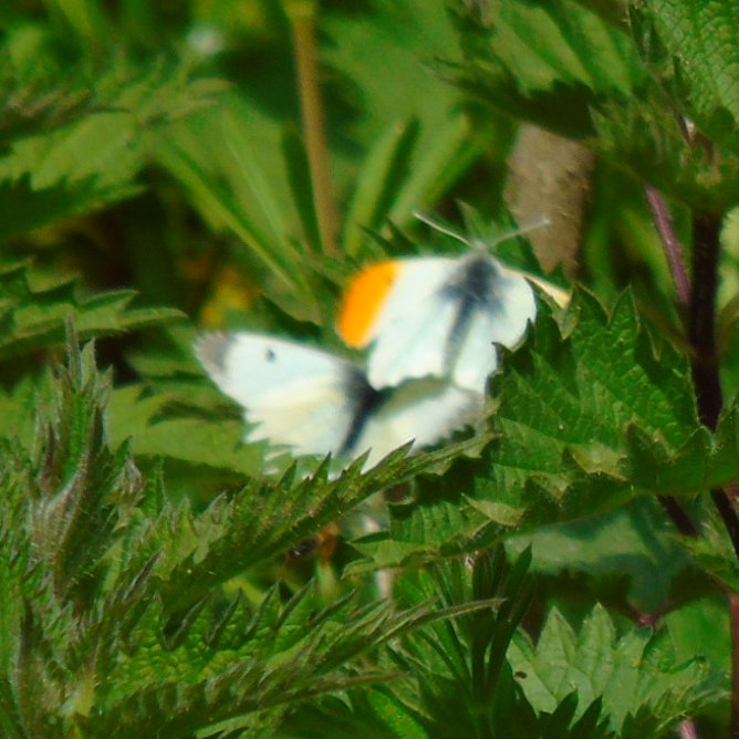 OareMarshes's tweet image. Mating #OrangeTips #SpeckledWood and #MarshFrogs as big as my fist amongst other things today.