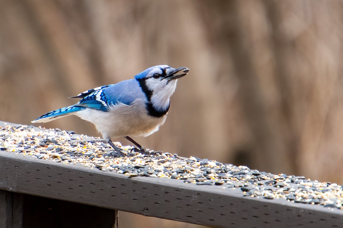 Blue Jay while out at <a href="/DarlingtonPP/">Darlington Provincial Park</a> a couple of weekends ago.
#Wildlifephotography #photography #bluejay #birdphotography <a href="/OntarioParks/">Ontario Parks</a>