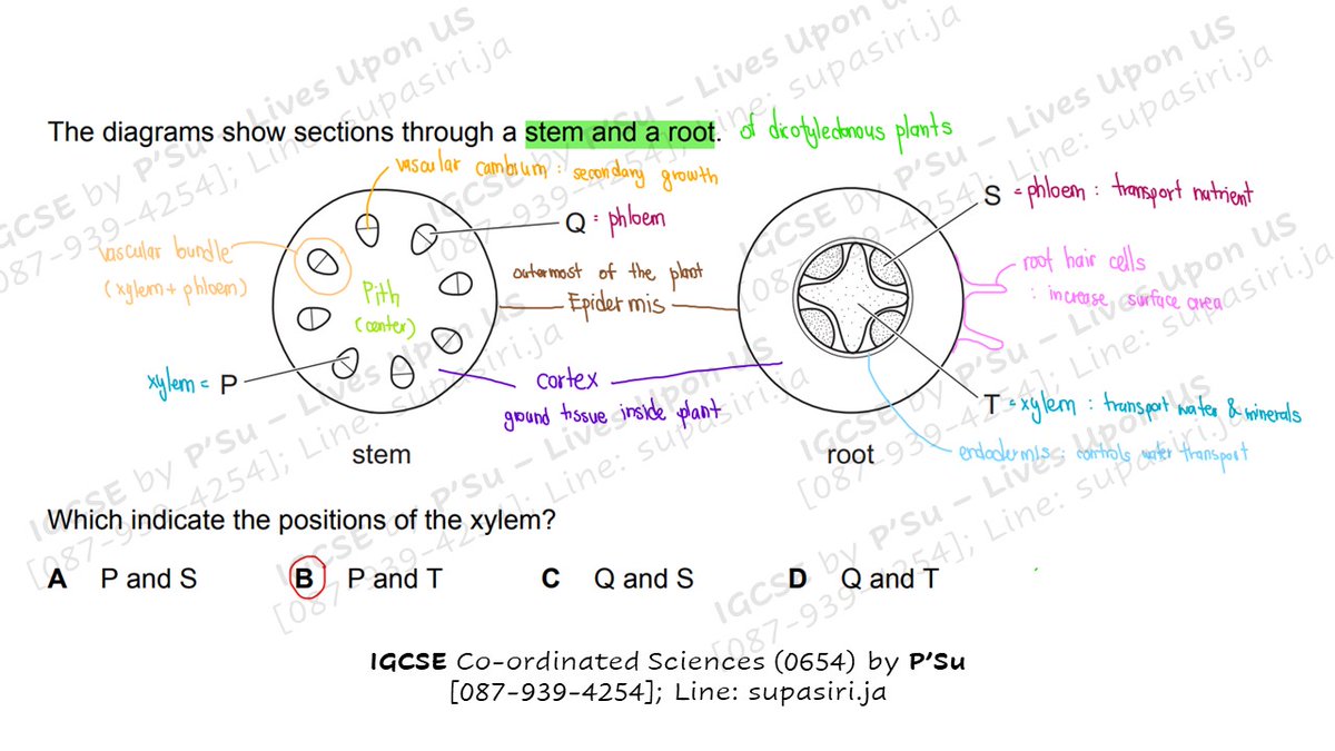 us_biology's tweet photo. Did you get it right? Could you also write down more details about it? Don't forget to mention that it is a #dicotyledonous plant! (#DICOT)
Hope you've learnt something today π
#IGCSE #Biology #PlantBiology #Tutor #PrivateEducator #Educator #Teacher #Dek65 #Dek66 #InterSchool https://t.co/6ldnb6dXcv