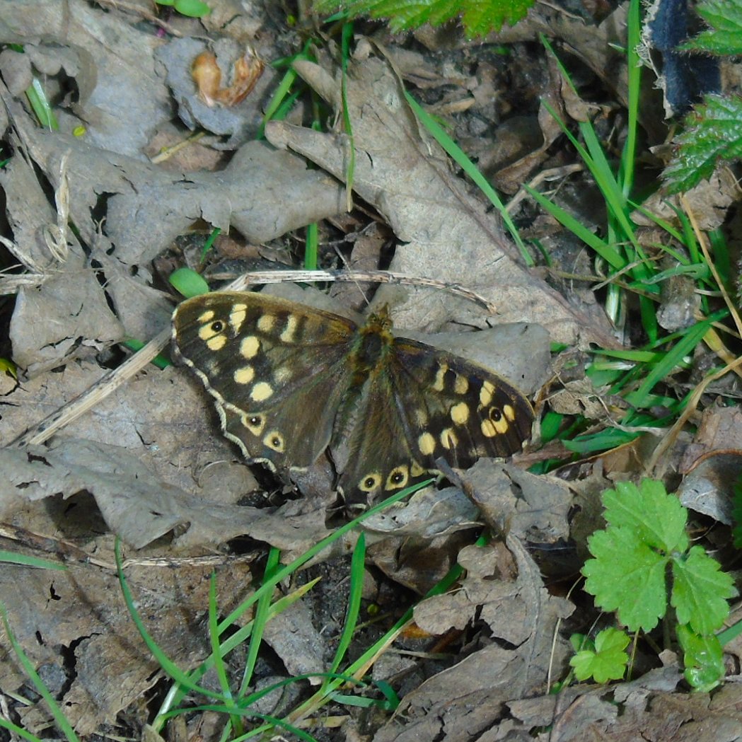 OareMarshes's tweet image. Mating #OrangeTips #SpeckledWood and #MarshFrogs as big as my fist amongst other things today.