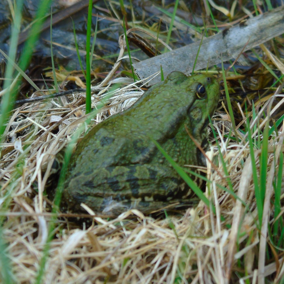 OareMarshes's tweet image. Mating #OrangeTips #SpeckledWood and #MarshFrogs as big as my fist amongst other things today.