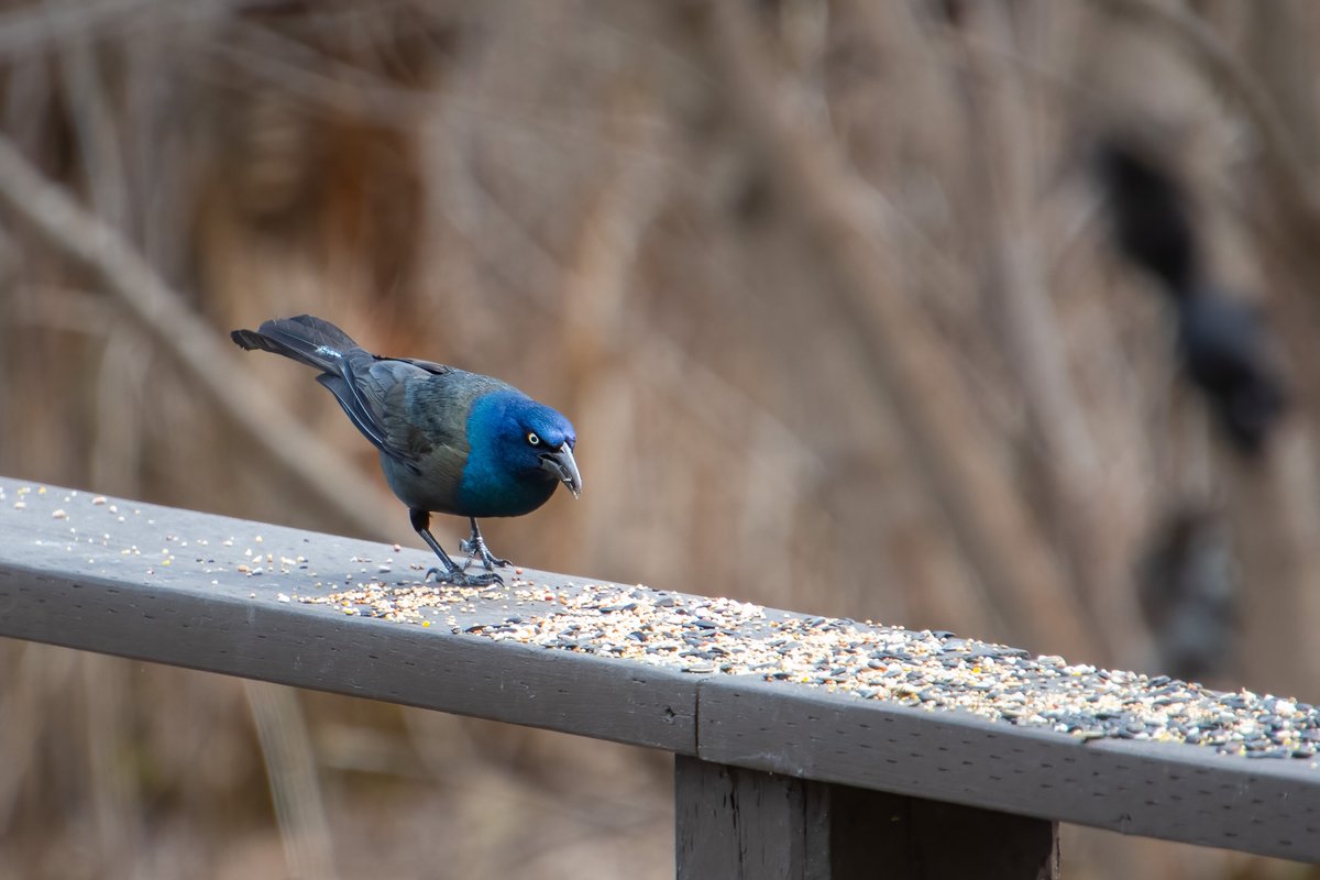 Grackle while out at <a href="/DarlingtonPP/">Darlington Provincial Park</a> a couple of weekends ago.
#Wildlifephotography #photography #grackle #birdphotography <a href="/OntarioParks/">Ontario Parks</a>