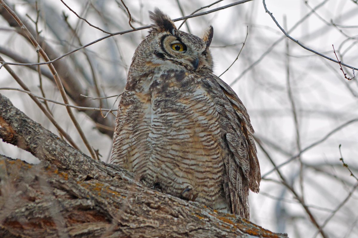 TownofRangelyCO's tweet photo. Thank you to Kodi Nelson at Moosehead Lodge for allowing our #photographer to meet their latest guest! Such a lovely guest! #RangelyColorado #GreatHornedOwl #Wildlife #DiscoverRangelyCO #WayOutsideOfOrdinary https://t.co/uoUVTJUloV