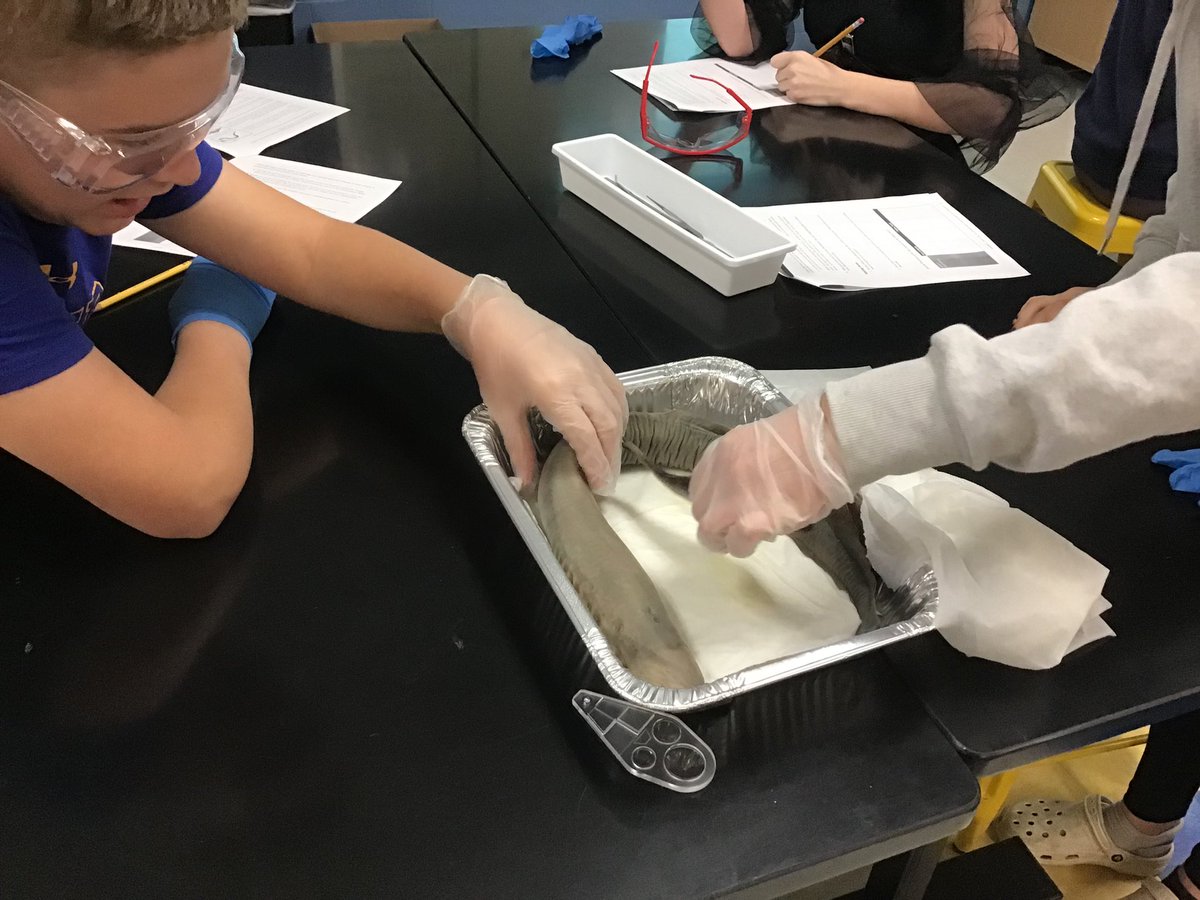 6gold1's tweet photo. Investigating the perch and sea lamprey in science today. https://t.co/LWmcLHyt1r