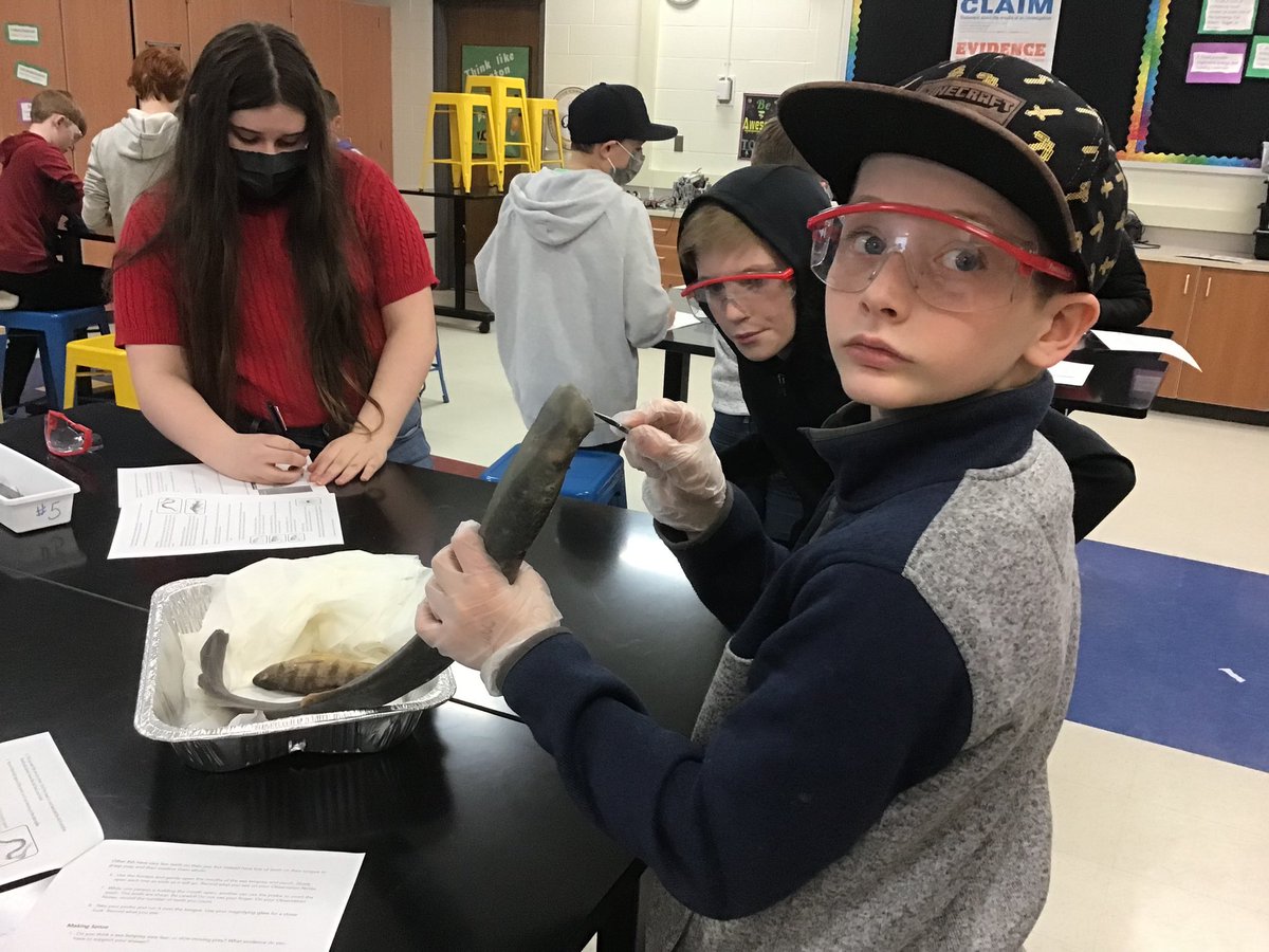 6gold1's tweet photo. Investigating the perch and sea lamprey in science today. https://t.co/LWmcLHyt1r