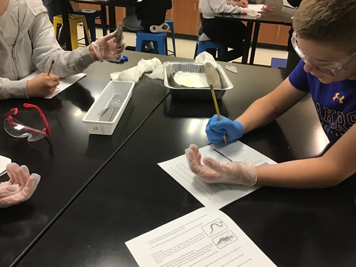 6gold1's tweet photo. Investigating the perch and sea lamprey in science today. https://t.co/LWmcLHyt1r
