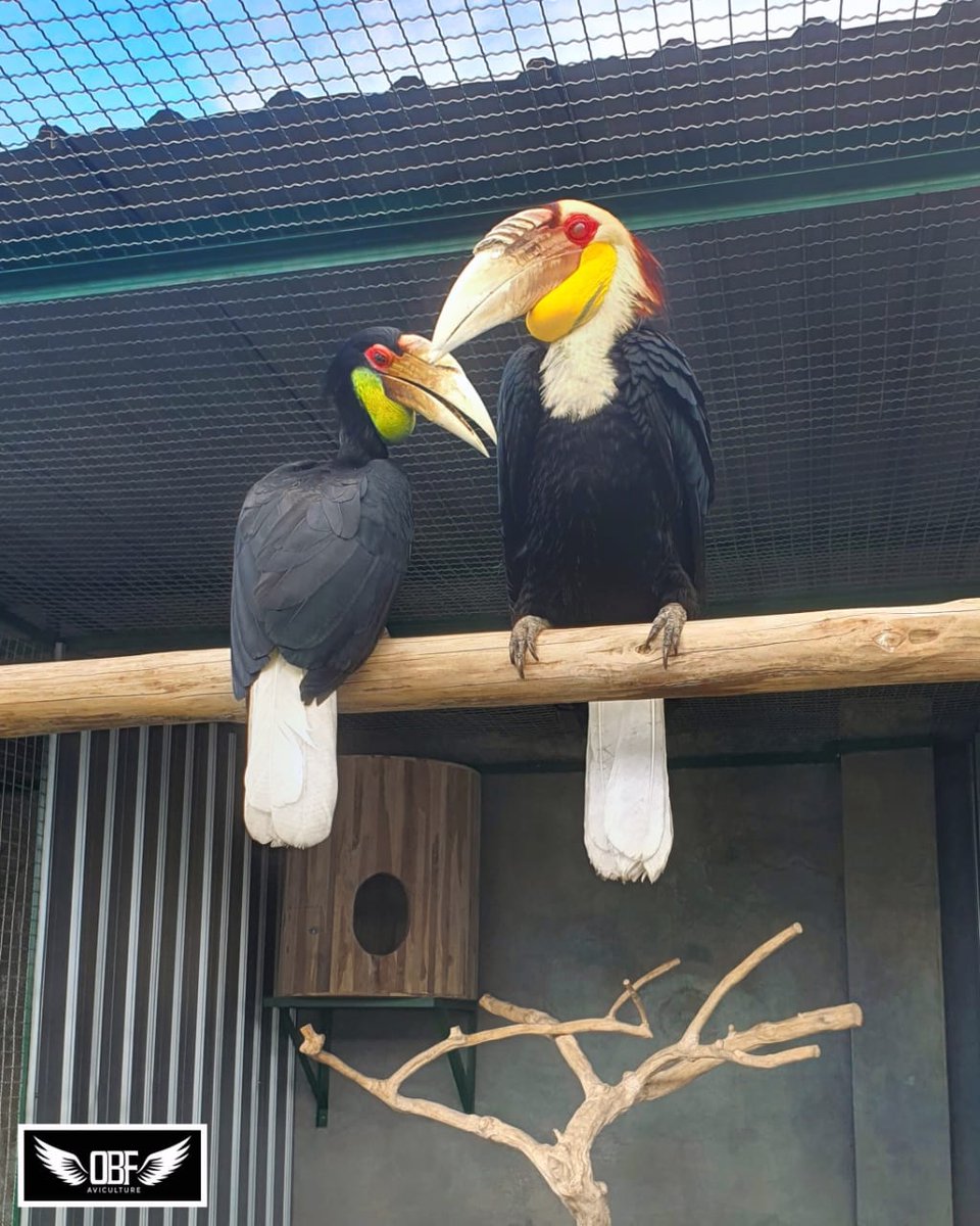 OBF_Aviculture's tweet image. Look at our Wreathed Hornbills basking in the afternoon sun 💕

#OBFAviculture #WreathedHornbill #Rhyticerosundulatus #JulangEmas #Hornbill