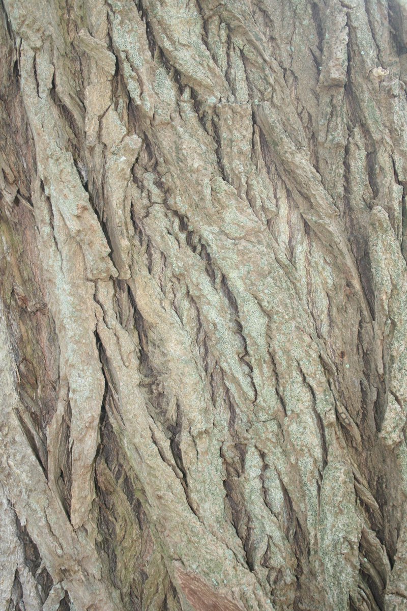 LewesArboretum's tweet photo. Lovely new leaves on the Railway Poplar #tree in Bell Lane Recreation ground, #Lewes - but best of all is the beautiful bark that looks like patterns of wood carving!
@LewesDC https://t.co/LUGmjDN8tg