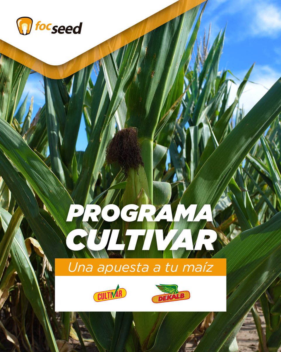 Una garantía para quienes eligen @dekalbargentina
El programa 𝐂𝐮𝐥𝐭𝐢𝐯𝐚𝐫 te permite acceder a la resiembra de semillas de 🌽 Dekalb si tu lote sufrió eventos como granizo o heladas.

#somosfocseed #solucionesagricolas #precampaña