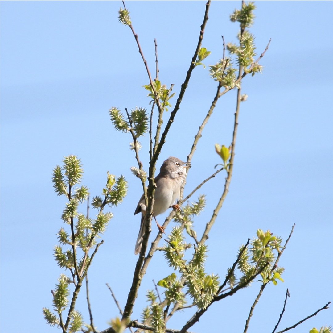 LukeLamb96's tweet photo. The Swallows often herald the arrival of spring/summer for people, but it's the Grasshopper Warbler and Whitethroat arrivals that do it for me on #ForthMountain. Both spotted this morning in song. The Cuckoo should be next 👀 #SpringAlive. https://t.co/EWjliJfPYH