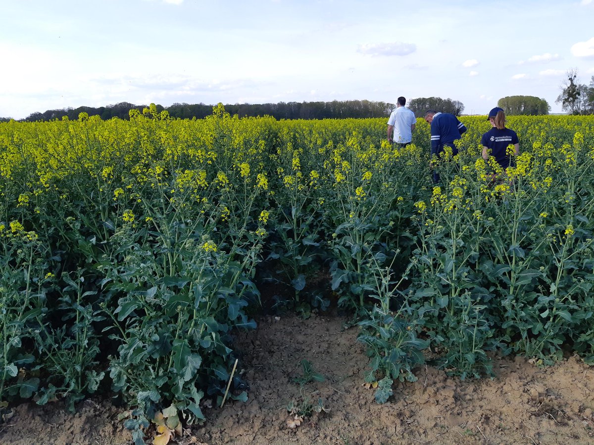 agrosolutions's tweet photo. 📸🌞 Le tour des essais #Colza continue sous le soleil avec les visites :
➡️ des essais variétaux de @coopEMC2
➡️ de la plateforme agronomique #SecureColza chez @DijonCereales https://t.co/H2nO7t0kwr