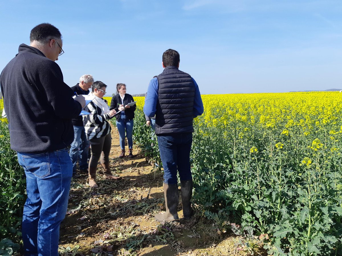 agrosolutions's tweet photo. 📸🌞 Le tour des essais #Colza continue sous le soleil avec les visites :
➡️ des essais variétaux de @coopEMC2
➡️ de la plateforme agronomique #SecureColza chez @DijonCereales https://t.co/H2nO7t0kwr
