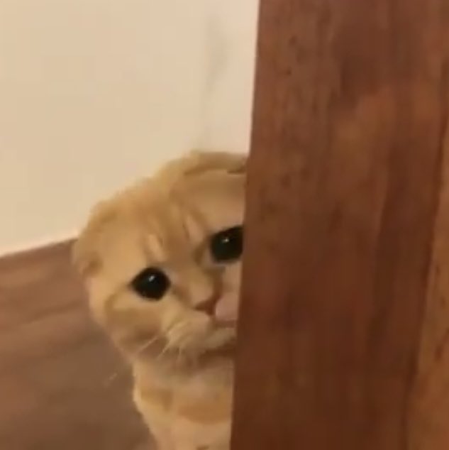 cutiejhw_'s tweet photo. จ๊ะเอ๋๋๋มะมี๊เห็นหนูม้ายยยย 🐈⌇ https://t.co/wQCFbpuKoD