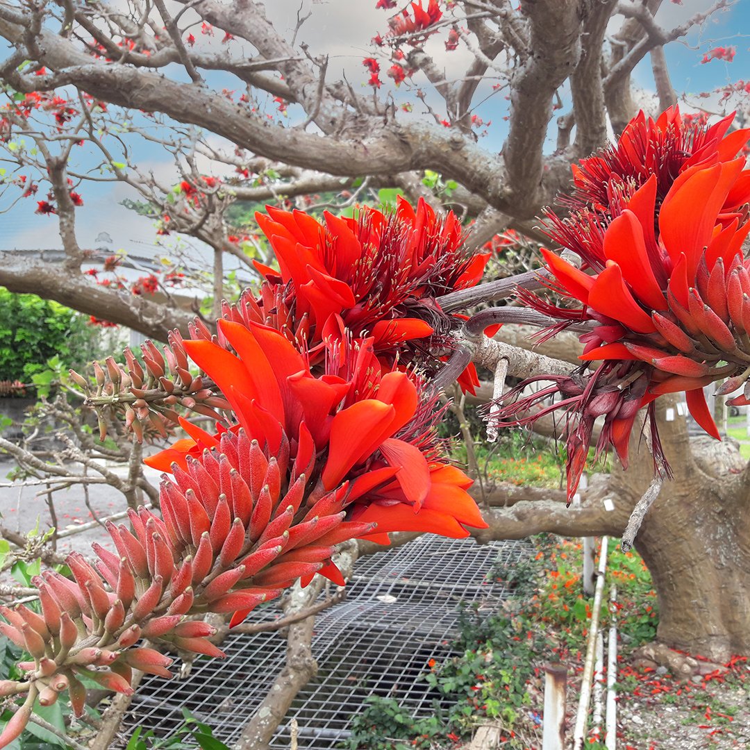 Workation Twitter Search Twitter