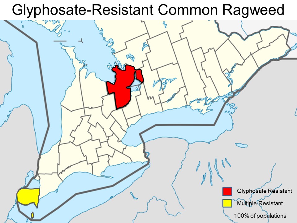 Glyphosate-resistant common ragweed has been confirmed in Essex and Simcoe counties in Ontario, Canada.