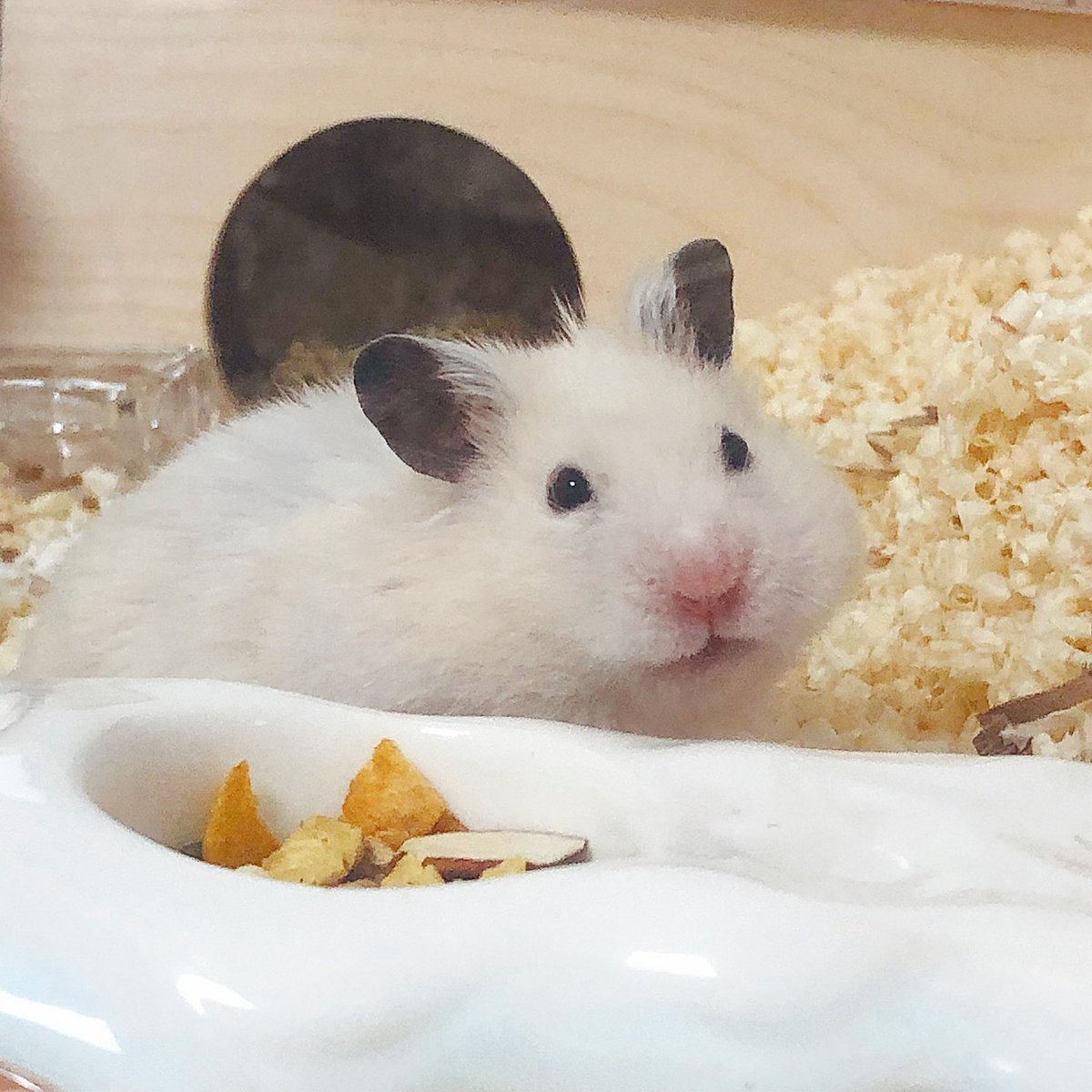 도시락 싸다 말고 뽀얗게 쳐다보기