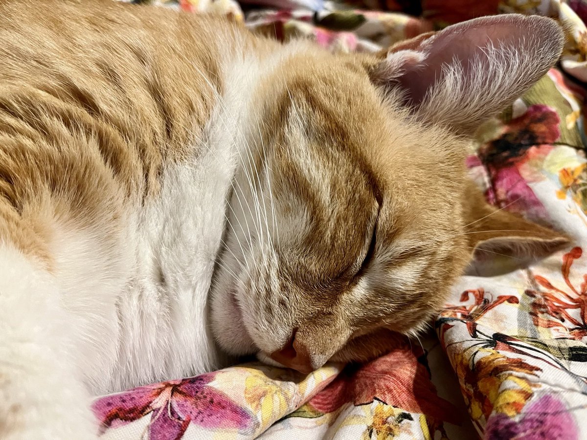 #CatsOfTwitter #Cat #Sleepover #cute #photo #photooftheday <a href="/AngelaMowery4/">Creative Girl in Texas</a>