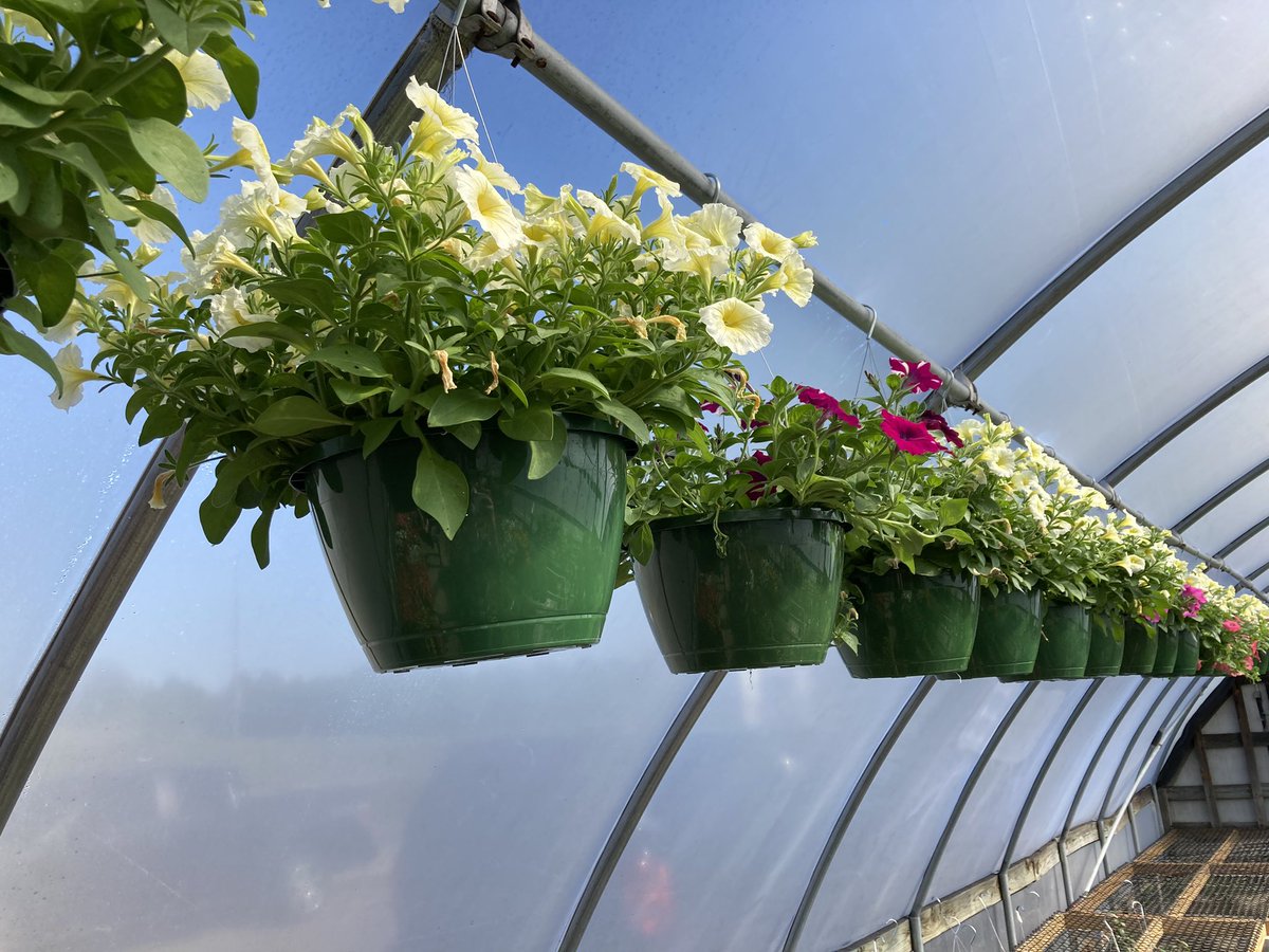 wcsFvHSwh's tweet photo. Had a great first day of annual sale. We still have a lot left. Tons of tomatoes and a good selection of flowers and hanging baskets. https://t.co/MVLm5pcqZK