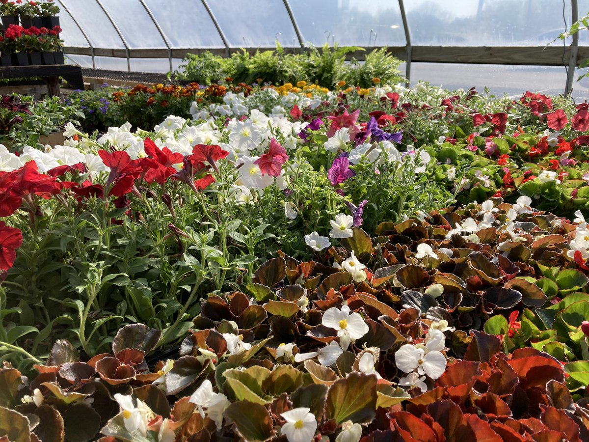 wcsFvHSwh's tweet photo. Had a great first day of annual sale. We still have a lot left. Tons of tomatoes and a good selection of flowers and hanging baskets. https://t.co/MVLm5pcqZK