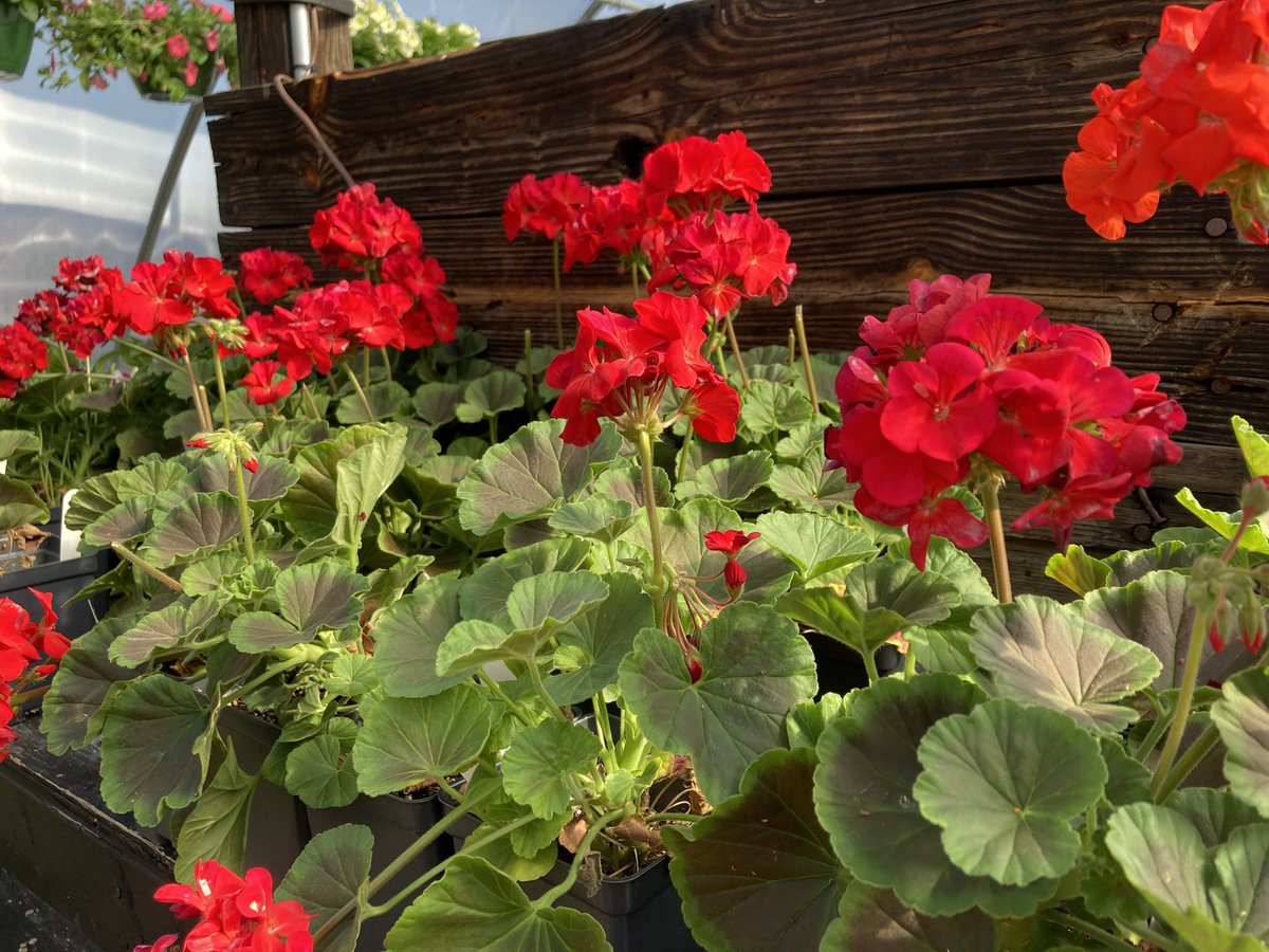 wcsFvHSwh's tweet photo. Had a great first day of annual sale. We still have a lot left. Tons of tomatoes and a good selection of flowers and hanging baskets. https://t.co/MVLm5pcqZK