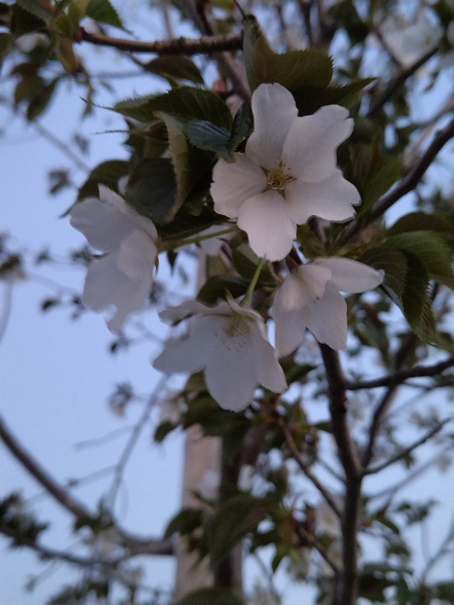 sakuraofnft's tweet photo. 新しいレンズが欲しい~～。
I want a new lens ... https://t.co/FqCEsqlMvZ