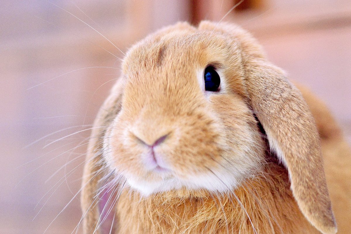 nboukas's tweet photo. @PeninaD #ForJulia #BrownBunnyBrigade Thinking of you all today https://t.co/pfX43wWrVy