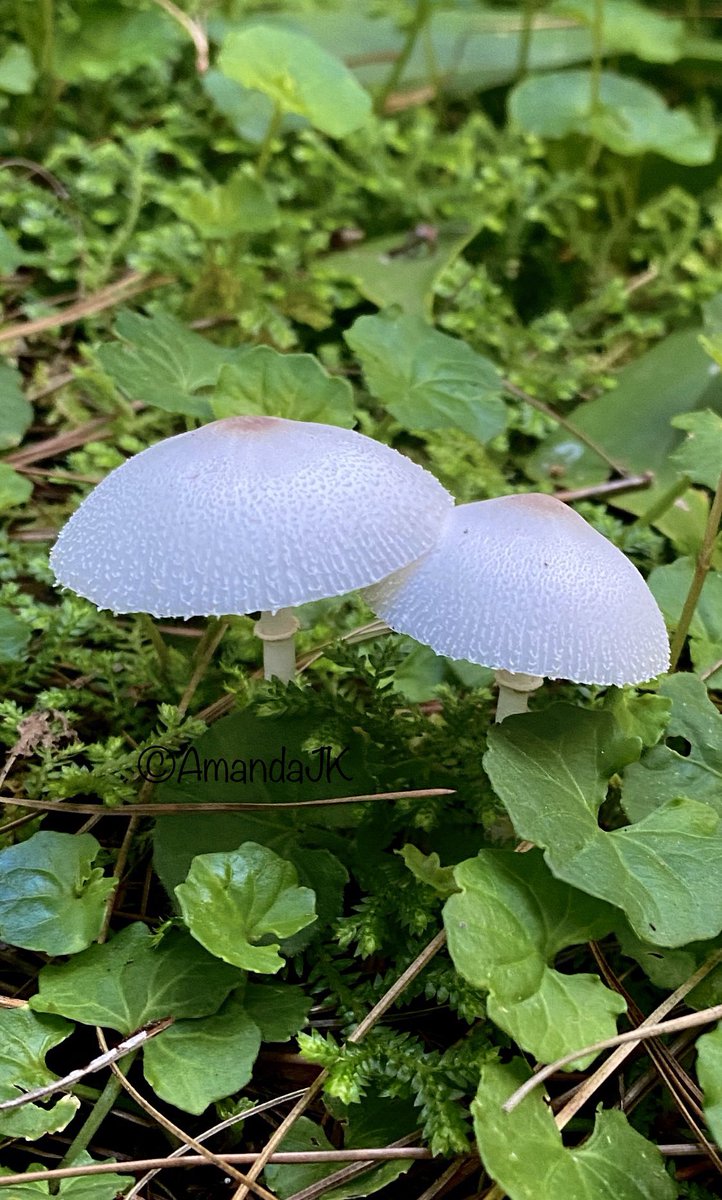 Delicate as a fragile flower
This beautiful #fungus just begs to be eaten 
One bite and time stops
Forever

#vss365 #myphoto #fungusphotography #AmazingPhoto