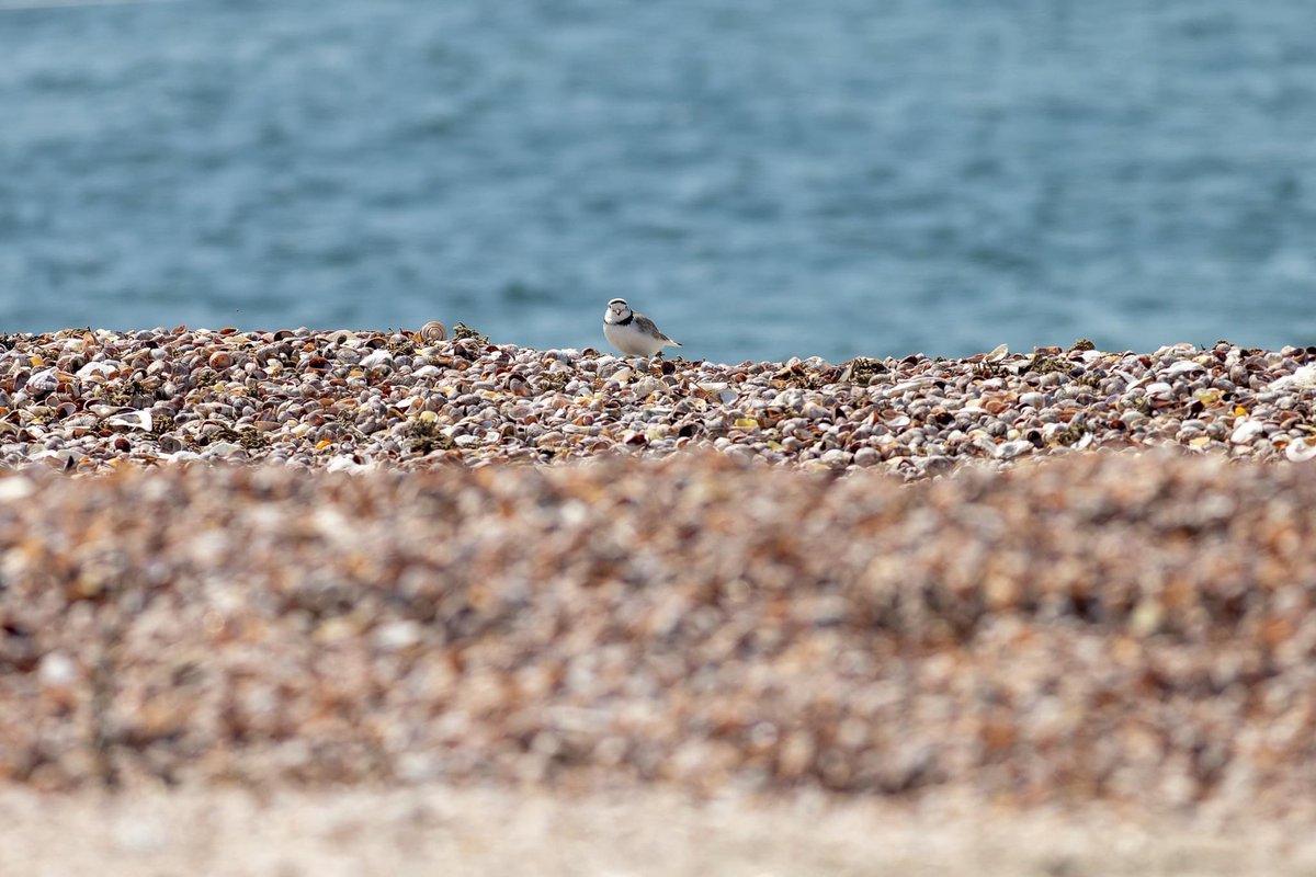 How do you plan to celebrate #EarthWeek🌎? 

Join us in working to protect the #environment across beautiful CT.
(Photos from Bluff Point State Park #groton cleanup w/ <a href="/SenHSomers/">Heather Somers</a> <a href="/BeerdBrewing/">Beer'd Brewing Co.</a> and fence stringing on Long Beach #stratford w/ <a href="/audubon_ct/">Audubon Connecticut</a> <a href="/21KevinKelly/">State Senator Kevin Kelly</a>) #earthday