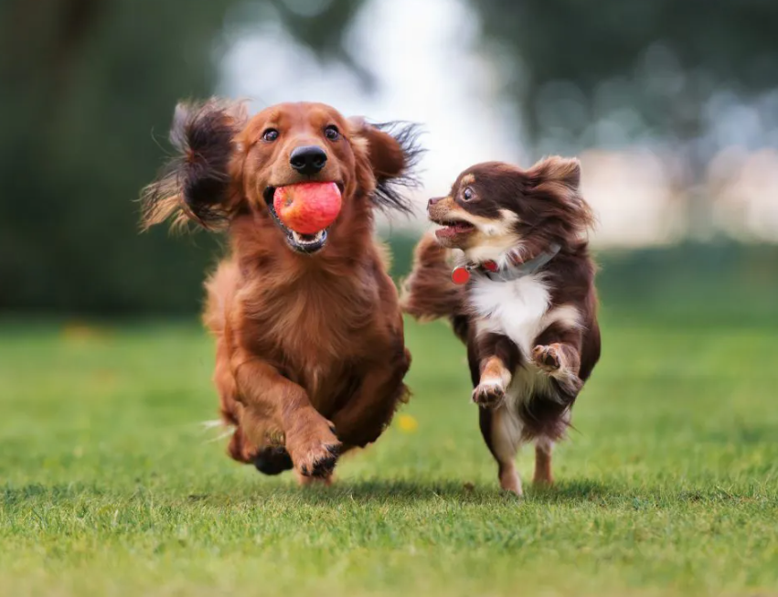 PMSPCA's tweet photo. Grab your running shoes and favorite running partner - two or four legged - and join in the fun at the Dirty Paws 5K Run!
https://t.co/HwtymkhRrJ
Many thanks to our Trail Sponsors, The Rowley Agency, Inc. and Northeast Credit Union
#letsrun #walk #helppetsinneed #pmspca https://t.co/9BoO6AYbDy