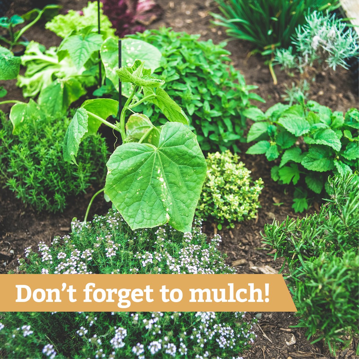 DurhamsPorch's tweet photo. Mulching keeps roots cooler in the heat, retains moisture, helps prevent weeds (and reduces the time spent pulling them!), protects your soil from wind and hard rain, and provides a habitat for all the good organisms that improve soil quality. #homeandgardentip #gardening #garden https://t.co/CV8Ldoa6hc