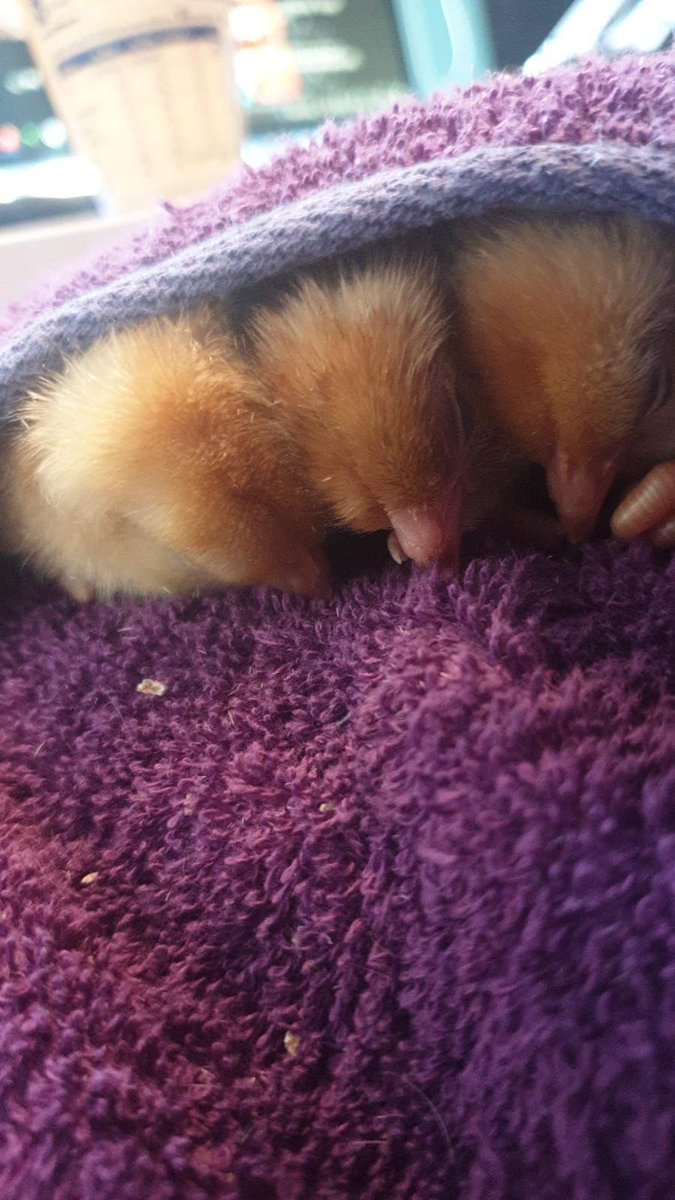 We hope you all had a great Easter Weekend, we certainly did! 🐣🐥🐤

#easterchicks #justhatched #eastermiracle #easter #easterbankholiday #newadditions