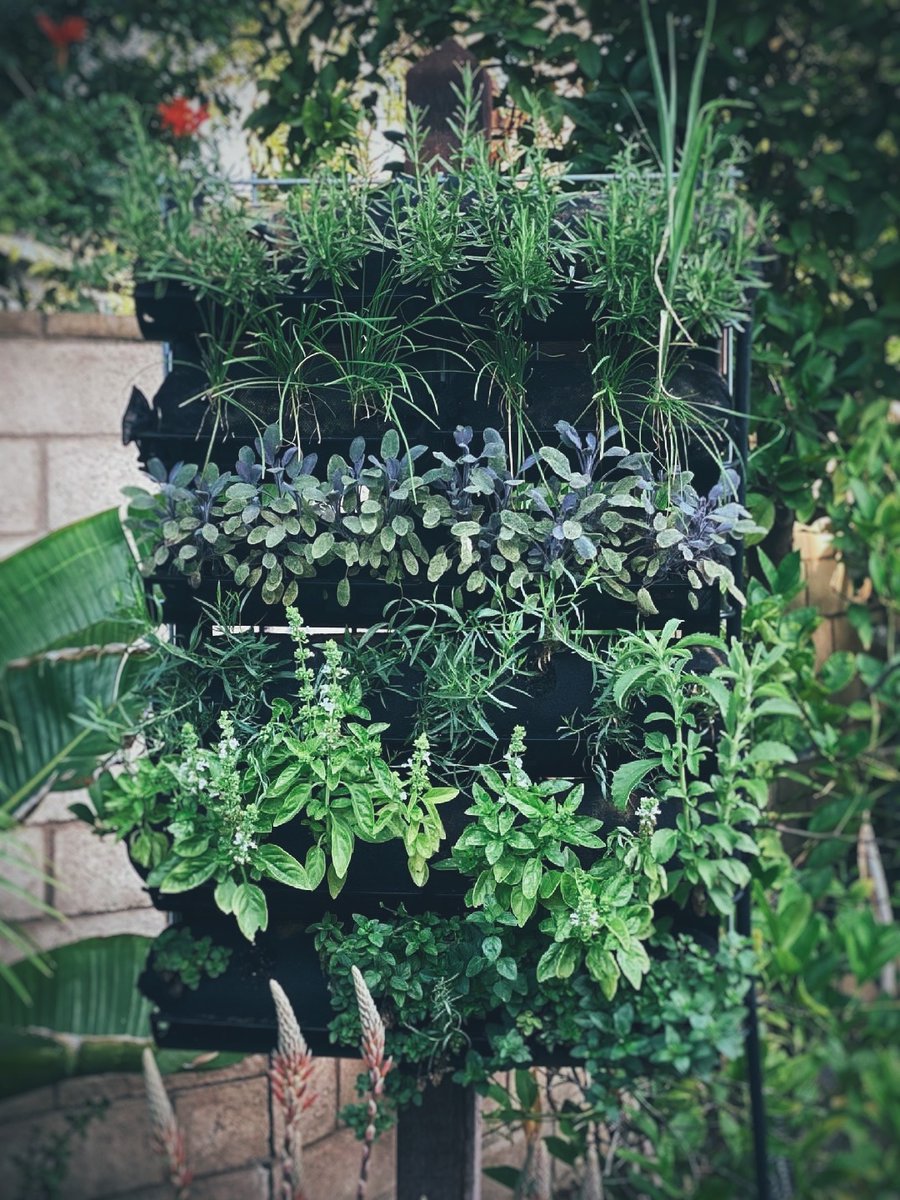 Vardening's tweet photo. We love a good blog post and even better when its by others! Thanks so much for reviewing our Varden Kits Katie.  #verticalgardening #pationgardens #smallspacegardens #bestverticalgardenkits #homesteadingrd https://t.co/TCs1FVlyqj https://t.co/LuDIs8pkhA