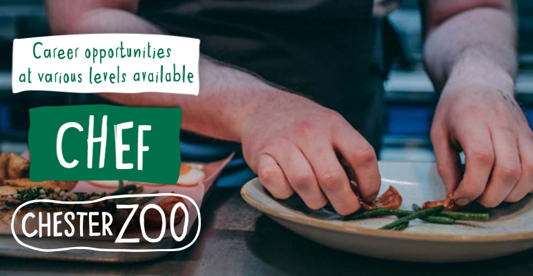 JobsinTourismUK's tweet photo. Calling all Chefs (with all levels of experience)! Multiple permanent opportunities at Chester Zoo, working sociable hours. 

Info: https://t.co/G7oQvxbiFW

#JobsinZoos #Chef #ChefJobs #Chester #JobsinChester #Cheshire https://t.co/Xc5ULn1aQT