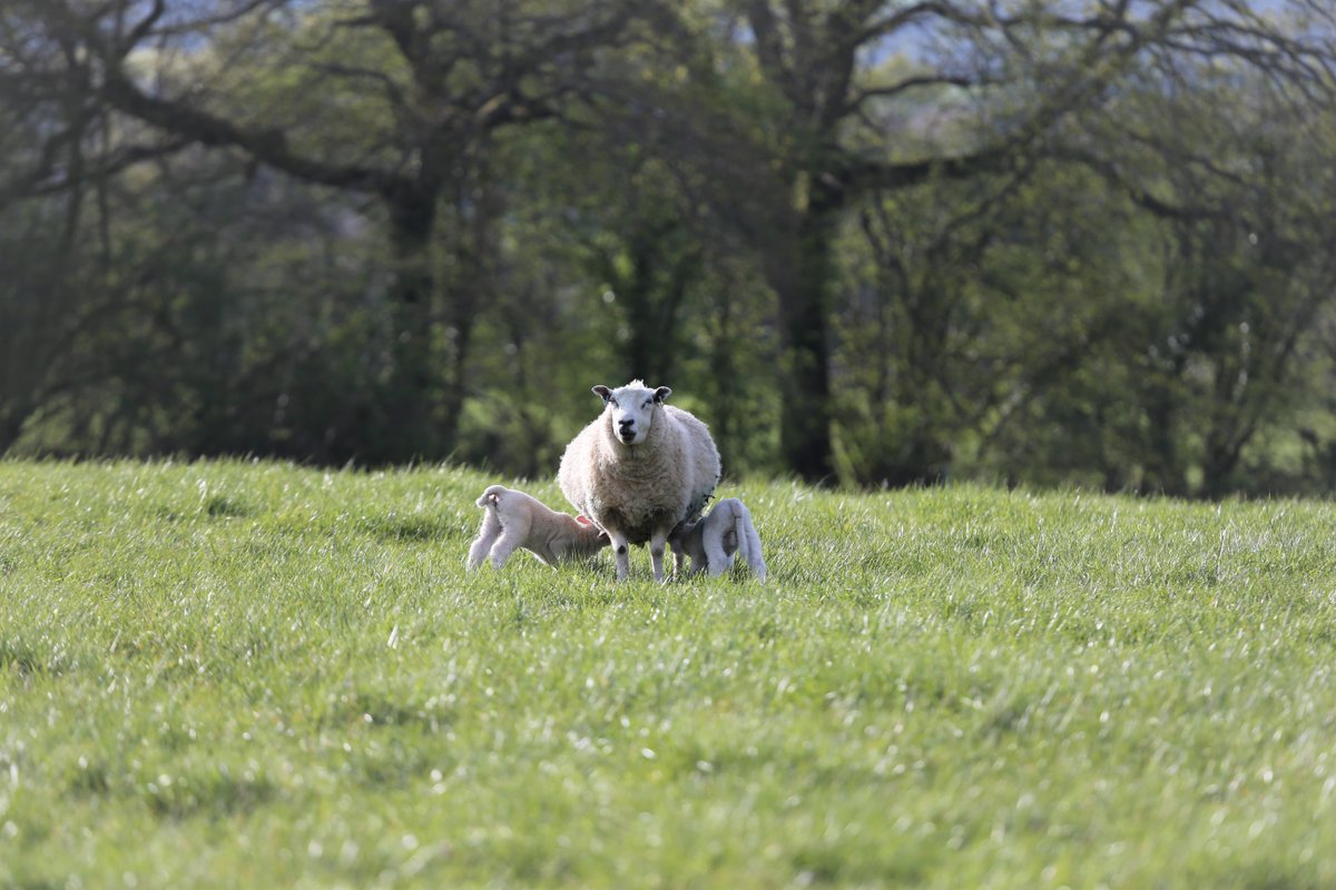 Lambing season certainly puts a 'Spring' in our step!

A very busy period for the farm team but they're doing a great job and we love to see all the lambs bouncing around in the fields.. ❤️🐑

#lambing2022 #springishere