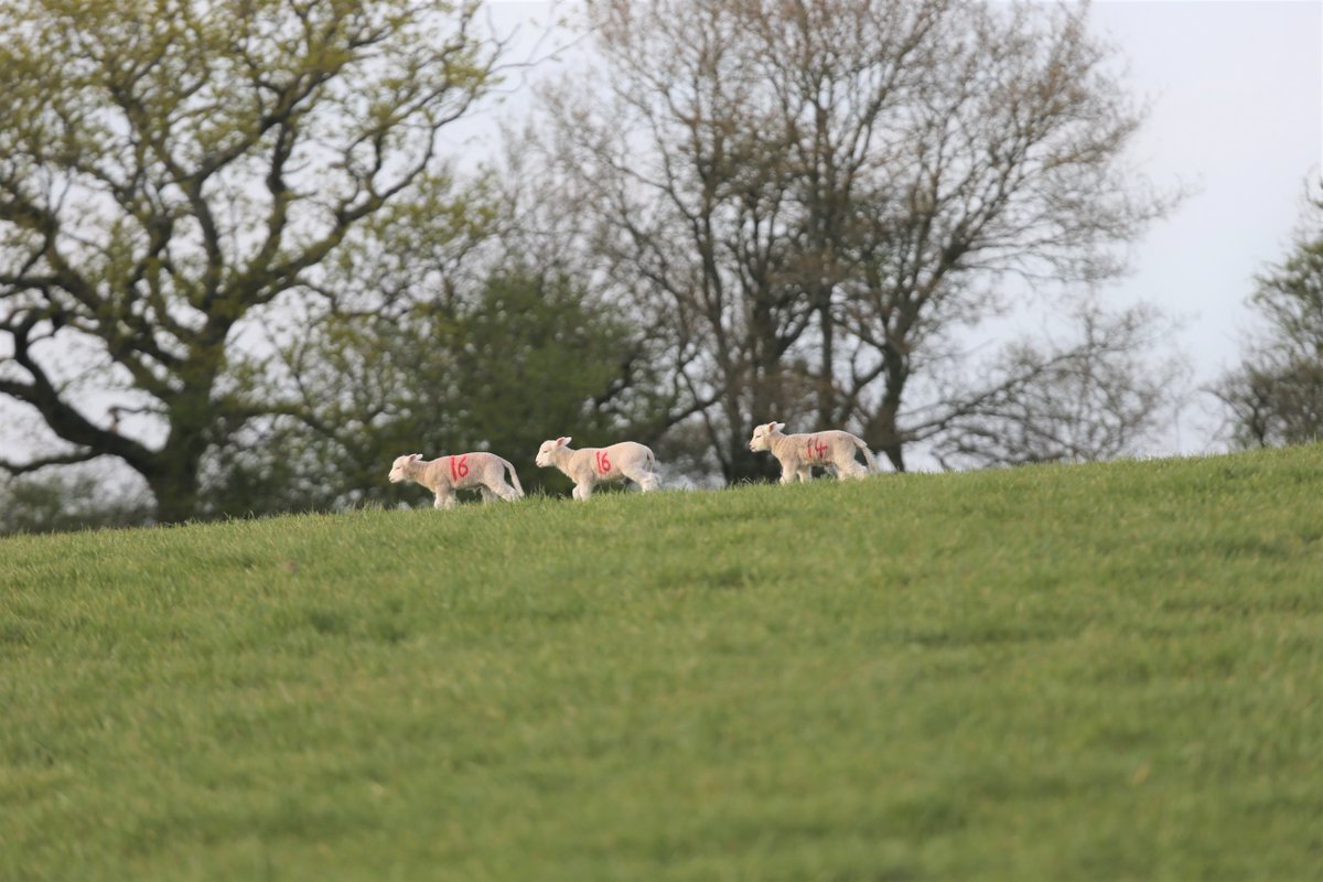 Laverstoke Park Farm tweet media