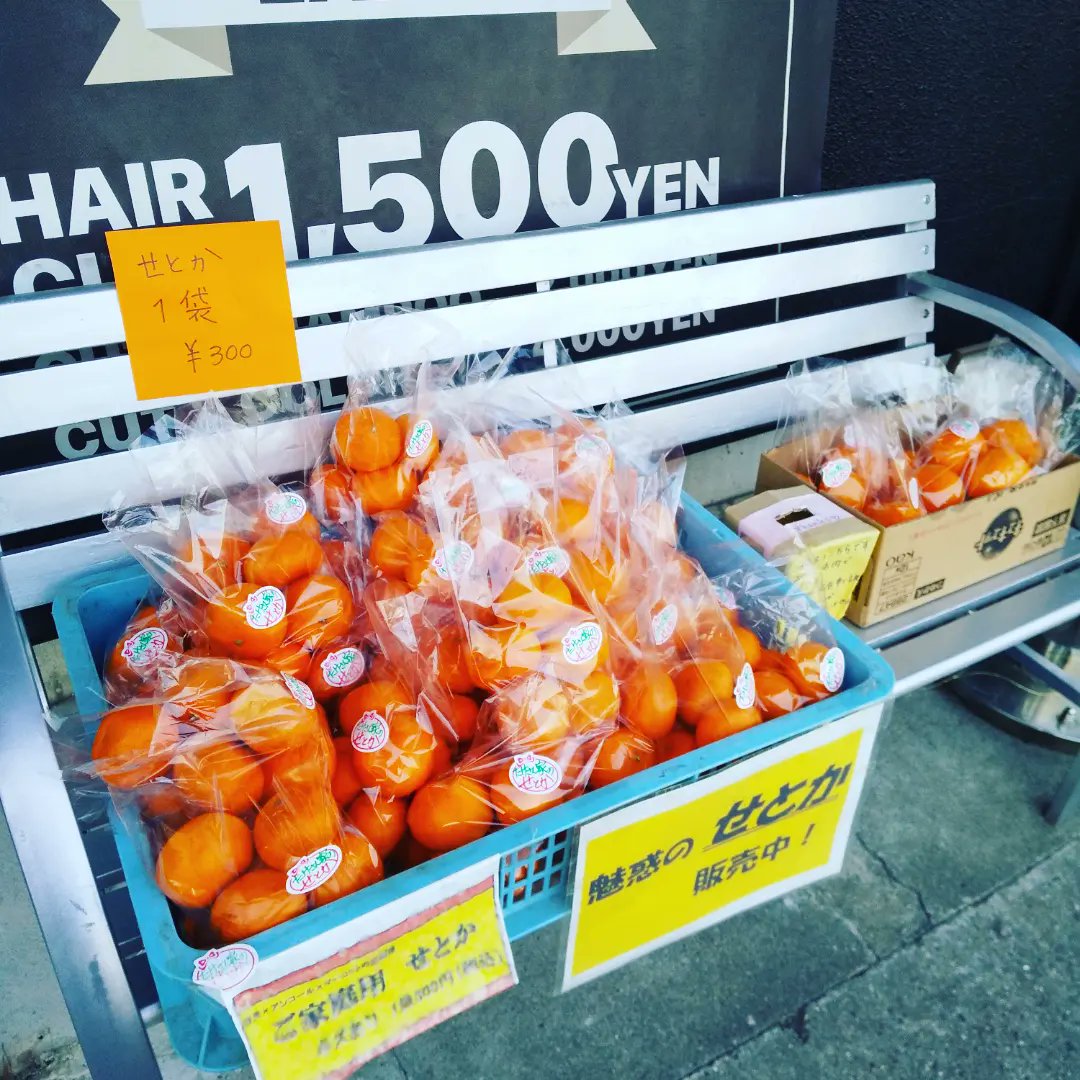 sirari3's tweet photo. こんにちは皆様☺️
今年最後のせとかになります🍊残り30袋となりました。大小異なりますが一袋300円で販売しております〜🌷宜しければお立ち寄り下さいませ🌼 https://t.co/aEbPS3MFe0