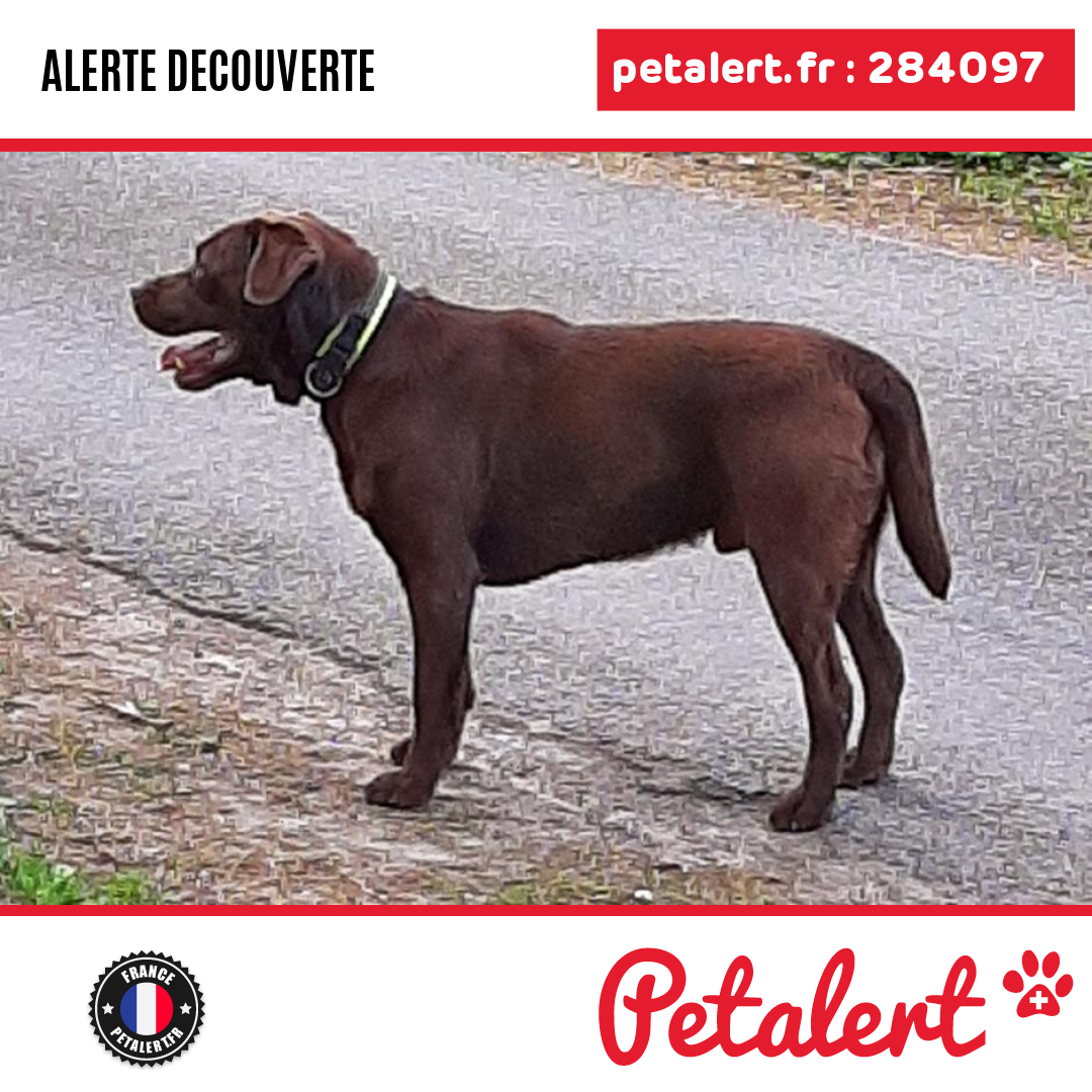 petalert_france's tweet photo. Trouvé #Chien #Loiret #Ingre #Petalert #PetAlert45 / https://t.co/zt0LXP0Gk9 https://t.co/R43heKJ2Qp