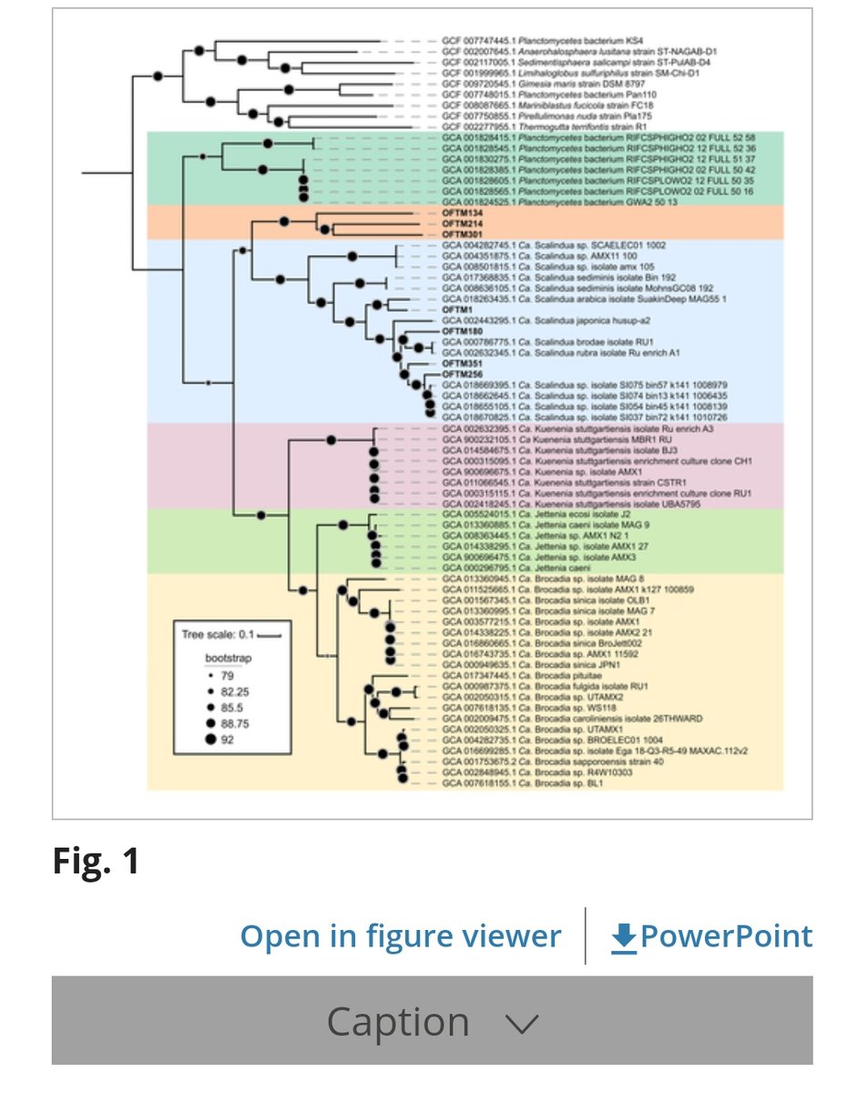 msmjetten's tweet photo. Metagenomic evidence of a novel family of anammoxibacter #anammox bacteria in a subsea environment of the Oslo Fjord tunnel by @CaroSuarezMicro @pdalcinmartins et al
#hydrazine synthase #hydroxylamine hao #nirK nitrite reductase
https://t.co/XEvnznjs0C https://t.co/cIP02ipy6X