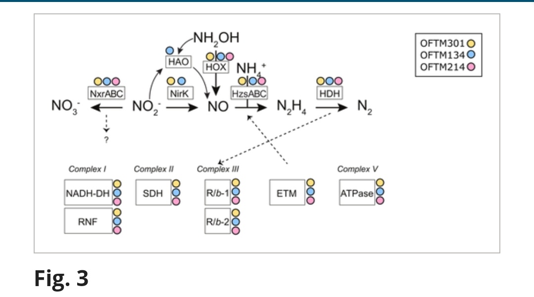 msmjetten's tweet photo. Metagenomic evidence of a novel family of anammoxibacter #anammox bacteria in a subsea environment of the Oslo Fjord tunnel by @CaroSuarezMicro @pdalcinmartins et al
#hydrazine synthase #hydroxylamine hao #nirK nitrite reductase
https://t.co/XEvnznjs0C https://t.co/cIP02ipy6X