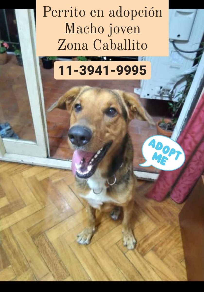 VivasComunica's tweet photo. Le estamos buscando hogar responsable o tránsito a este perrito encontrado en Caballito. Está limpio, es muy educado, se la pasa jugando sin romper y hace sus necesidades afuera. No está castrado. El tel que figura es de una amiga. Me ayudas a difundir? @valeriaschapira Gracias! https://t.co/GW22qZ3ccw