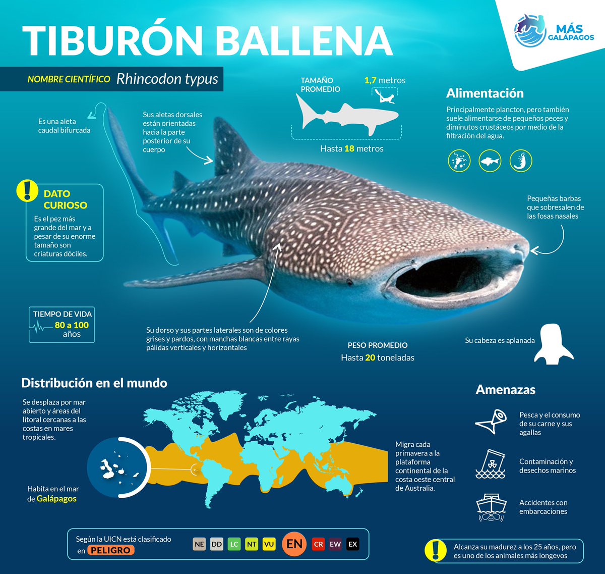 Mas_Galapagos's tweet photo. ¿Qué sabes sobre el #TiburonBallena?

En esta #infografía de #MasGalapagos te contamos los datos más relevantes de esta especie única que habita en varias partes del planeta, entre ellas en las Reservas Marinas de #Galapagos

¡Conocer es proteger! 🦈👇🏼

#MasReservaMasVida https://t.co/0hDtpElb6C