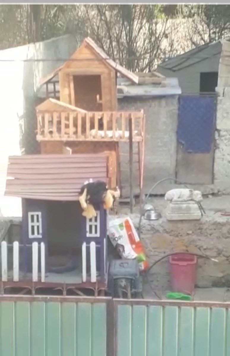 Caruza5's tweet photo. Perro en transportadora en el MATADERO  de mundo lacritas
Los vecinos comentan que el perro  quedó días abandonado 
Noten la suciedad, cómida en el piso solo limpian para las fotos "Mundo patitas" y sus estafas @rbksokol @PAOTmx @propaem_sma @LetyVarela @AgatanCdmx @LicAnimalista https://t.co/OTDjhLaeM4